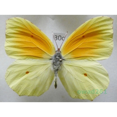 Gonepteryx cleopatra (Linnaeus, 1767) male Croatia30c